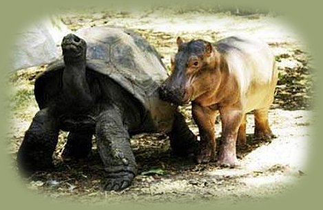 male tortoise and baby hippo, mom and child in kenya. inspirational writings promoted by brad kalita, founder of gathering light ... a retreat located in southern oregon near crater lake national park and klamath basin birding trails. gathering light, a retreat offers cabins, tree houses, rv camping and vacation rentals near crater lake national park and klamath basin birding trails in southern oregon.