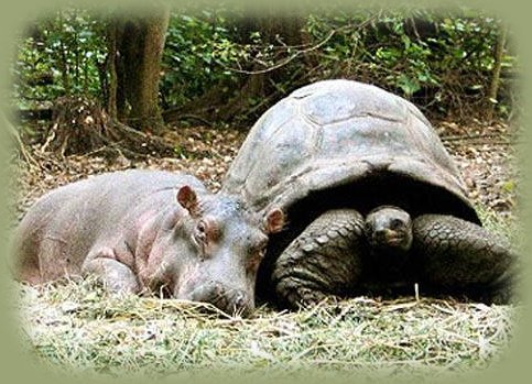 hippo and tortoise family. inspirational writings promoted by brad kalita, founder of gathering light ... a retreat offering cabins, tree houses, vacation rentals and rv camping on the forest on the river near crater lake national park and klamath basin birding trails in southern oregon.
