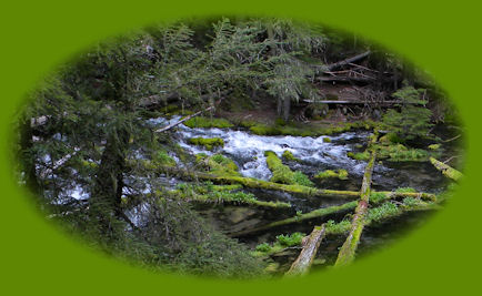 hiking the north umpqua trail in the umpqua national forest; enjoy camping in the umpqua national forest and hiking trails to waterfalls in the wild and scenic umpqua river watershedt: brice creek waterfalls, moon waterfalls, pinard waterfalls, spirit falls; hiking trails off the Rogue Umpqua Scenic byway on the wild and scenic umpqua river in the umpqua national forest: toketee waterfalls, watson falls hiking trails, fall creek falls, susan creek day use area, susan creek hiking trails, susan creek campgrounds off the rogue umpqua scenic byway, toketee campgrounds off the rogue umpqua scenic byway, lemolo campgrounds off the rogue umpqua scenic byway, diamond lake campgrounds, boulder creek campgrounds, canyon creek campgrounds, umpqua national forest campgrounds, clearwater falls campgroud, island campgrounds, lake in the woods campgrounds, bogus creek campgrounds, apple creek campground, steamboat falls campground, williams creek and eagle rock campgrounds, horseshoe bend and canton creek campgrounds, devil's campground on cow creek, cedar creek campground on brice creek, rujada campground on layng creek, whitehorse falls and clearwater falls campgrounds, susan creek waterfalls, north umpqua river, south umpqua river, umpqua river hiking trails accessed off the rogue umpqua scenic byway, forest service campgrounds, blm campgrounds, cavitt creek recreation area, deadline falls, steelhead in the umpqua river, angling, hiking trails to lemolo waterfalls, clearwater waterfalls, whitehorse waterfalls, clearwater river, toketee lake, umpqua hot springs, steamboat creek waterfalls, warm springs waterfalls, lemolo lake; hiking trails on the little river in the umpqua river watershed in the umpqua national forest: wolf creek waterfalls, grotto falls, hemlock waterfalls, hemlock lake, cavitt creek waterfalls, recreation area, shadow waterfalls, yakso waterfalls; hiking trails on the south umpqua river watershed: south umpqua waterfalls, campbell waterfalls, hiking trails in theboulder creek wilderness area, hiking trails in the mt thielsen rogue umpqua divide wilderness area, cathedral waterfalls off the south umpqua river; hiking trails in the row river watershed: moon, spirit and pinard waterfalls.