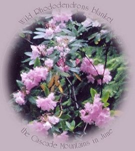 travel oregon: Wild rhododendrons growing in the cascade mountains of oregon.