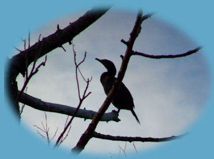 Bald eagle fishing on klamath lake in klamath basin near gathering light ... a retreat in southern oregon, near crater lake national park: cabins, tree houses in the forest on the river.