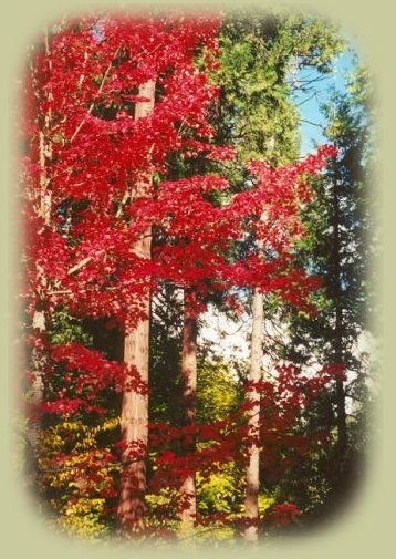 lithia park in ashland oregon, home of the oregon shakespearean festival, near to crater lake national park and the britt music festival in historic jacksonville, situated in the siskiyou mountains, near the kalmiopsis wilderness.