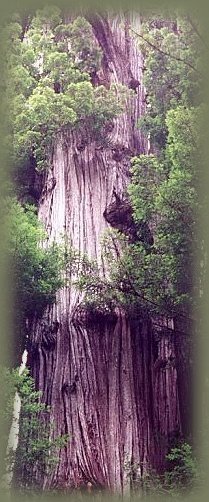 the tallest trees in the world, the redwoods, growing in northern california, and some in oregon on the coasts.