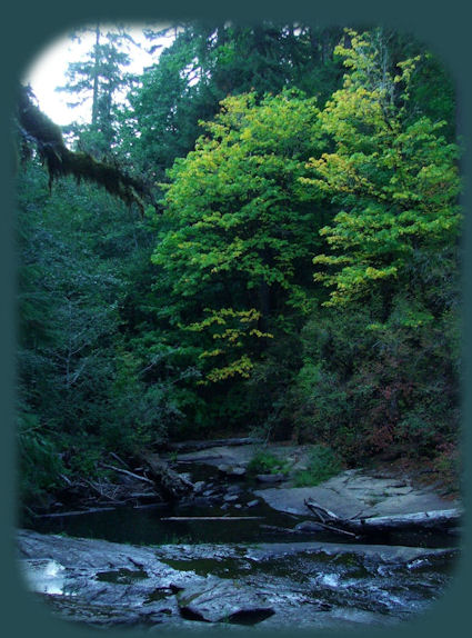 traveling south on the oregon coast to jedediah smith redwoods state park and the simpson-reed discovery trail in the california redwoods.