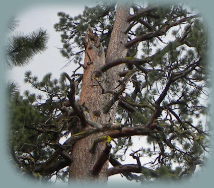 
big red, the oldest ponderosa pine tree in oregon, located at lapine state park near bend in central oregon. find camping, hiking trails, the deschutes wild and scenic river, day use area for picnicking, not far from newberry national volcanic monument.