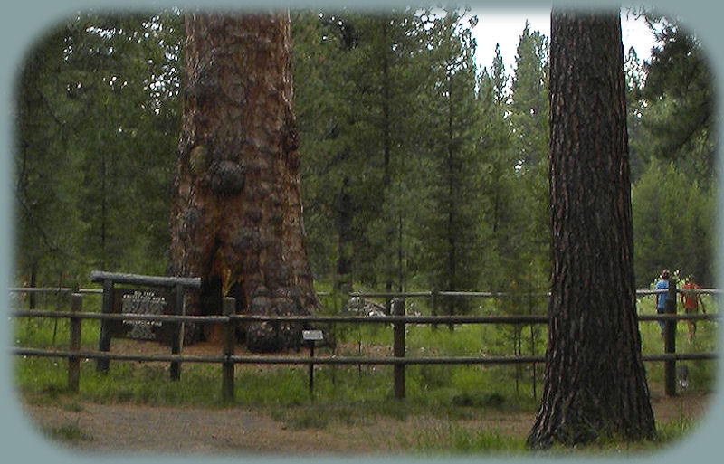 
big red, the oldest ponderosa pine tree in oregon, located at lapine state park near bend in central oregon. find camping, hiking trails, the deschutes wild and scenic river, day use area for picnicking.