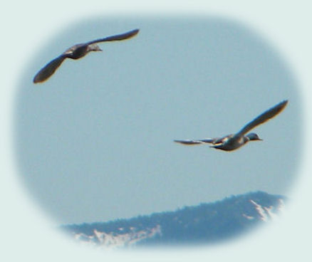 Wood River Wetlands not far from Gathering Light ... a retreat located in southern Oregon near Crater Lake National Park.