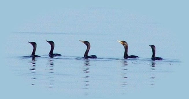 cormorants at eagle ridge klamath county park. one of the many birding trails in klamath basin, oregon where you can find bald eagles, pelicans, grebes, egrets, canadian geese, snow geese, red tailed hawks and more, all not far from crater lake national park, oregon's only, yet premier, national park.