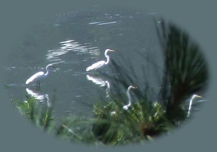 wetlands in klamath lake at eagle ridge in klamath county, located in the valley east of klamath falls between doak mountain and the cascade mountains of oregon. not far from crater lake located in the klamath basin, number one for birding in the west; <meta name=