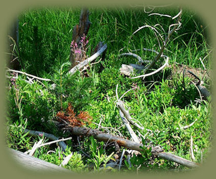 sightseeing on the cascade lakes national scenic byway: lava flow campground at davis lake in the deschutes national forest of oregon and east davis campground at davis lake in the deschutes national forest of oregon, one of more than 100 alpine lakes to be found just off the cascade lakes national scenic byway of oregon: try fly fishing for rainbow trout, camping, hiking trails, wildlife viewing, birding, birdwatching, picnicking.