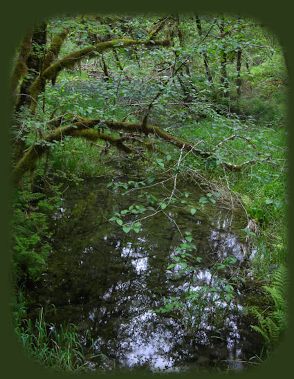 hiking on the delta nature trail in the willamette national forest on the west cascades national scenic byway, one of many scenic byways in oregon, along wild and scenic rivers, through old growth forests, hike the many hiking trails in wilderness areas in beautiful oregon.