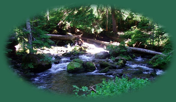 lower diamond creek viewed hiking on salt creek falls hiking trail in the diamond peak wilderness area in the cascade mountains. travel the willamette pass, hwy 58, willamette national forest, cascade mountains, snowboarding, skiing, snow shoeing, snow mobiles, find hot springs, mountain lakes, odell lake, waldo lake, hiking trails in the diamond peak wilderness, gold lake, waterfalls, salt creek waterfalls, gondola rides on the summit, mccredie hot springs, diamond peak wilderness, waldo lake wilderness, hiking trails in the waldo lake wilderness, the waldo lake hiking trail, expansive views of diamond peak, of mount yoran, hiking trails at waldo lake, hiking trails at salt creek waterfalls, diamond creek hiking trails, pacific crest trail, Rigdon Lakes, blue lake, corrigan lake, hiking trails to blue lake, hiking trails on diamond peak, mt yoran hiking trail, divide lake, kitson springs road. kitson springs rd, vivian lake, mccredie hot springs, blue pool campground, salt creek, salmon creek, salmon creek hiking trails.