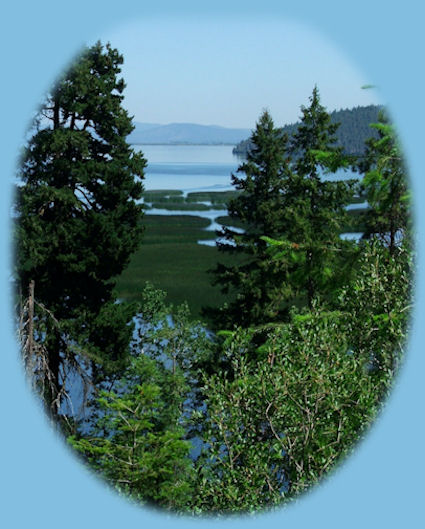 eagle ridge wetlands at shoalwater bay on klamath lake in the klamath basin, oregon: 
offering the largest winter population of bald eagles in the contiguous united states, great blue herons, the american pelican, egrets, sandhill cranes, and more, all near crater lake national park.