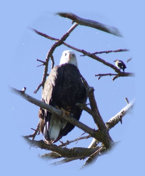 eagle ridge wetlands at shoalwater bay on klamath lake in the klamath basin, oregon: 
offering the largest winter population of bald eagles in the contiguous united states, great blue herons, the american pelican, egrets, sandhill cranes, and more, all near crater lake national park.