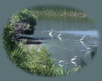 birding trails in the wetlands of klamath basin: lower and upper klamath wildlife refuges, tulelake, wood river wetlands, eagle ridge park in klamath county, oregon, not far from crater lake, oregon's premier national park.