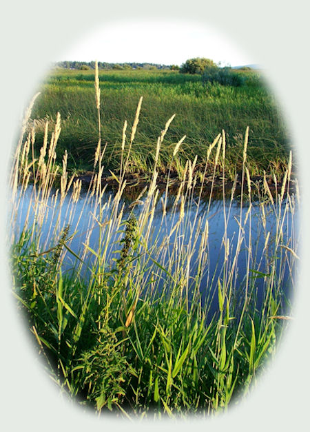 wood river wetlands not far from gathering light ... a retreat in southern oregon near crater lake national park: cabins, treehouses in the forest on the river.