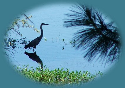 wood river wetlands, one of the many birding trails, near gathering light ... a retreat in southern oregon near crater lake national park: cabins, tree houses in the forest on the river.