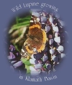 wild lupine growing in klamath basin near gathering light ... a retreat in southern oregon near crater lake national park: cabins, tree houses in the forest on the river.