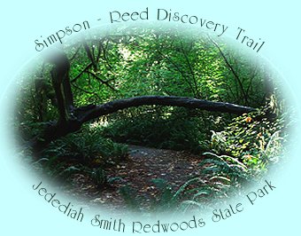 traveling south on the oregon coast to jedediah smith redwoods state park and the simpson-reed discovery trail in the california redwoods.
