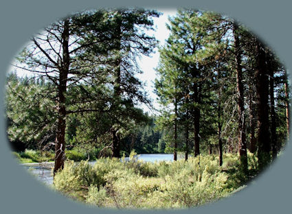 stay in the cabins at gathering light retreat located in southern oregon near crater lake national park and travel oregon and experience volcanoes, geology, hiking trails, oregon geology, rogue siskiyou national forest, wild and scenic rogue river, wild and scenic umpqua river, rogue gorge at union creek, oregon, national rogue river hiking trail, rogue national forest, national forests, wilderness areas, national wildlife refuges, wetlands, klamath basin, prospect, oregon, mill creek waterfalls on the rogue river, barr creek waterfalls on the rogue river, avenue of giant boulders on the rogue river, hiking trails to mill creek waterfalls, hiking trails to barr creek waterfalls on the rogue river, hiking trails to national creek waterfalls in the rogue siskiyou national forest, hiking trails along the rogue river, hiking trails to the natural bridge, hiking trails at crater lake national park, crater lake national park, hiking trails on the wild and scenic rogue river, hiking trails to national creek waterfalls, national wildlife refuges, wetlands, rabbit ears, the cascade mountains, the old cascade mountains, mt thielsen, hiking trails at crater lake, crater lake national park.