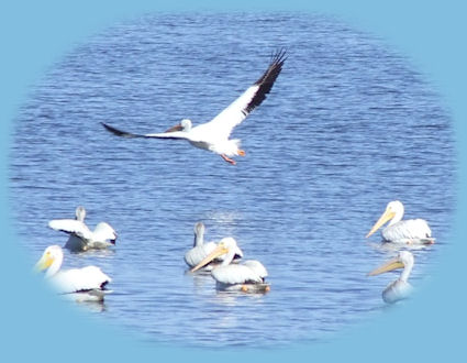 wetlands in klamath basin: lower and upper klamath wildlife refuges, tulelake, wood river wetlands, eagle ridge park in klamath county.