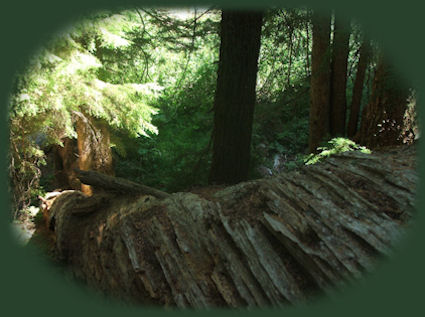 hiking trails in the rogue siskiyou national forest in oregon: national creek waterfalls accessed off the rogue umpqua scenic byway, oregon hwy 230, not far from crater lake national park.