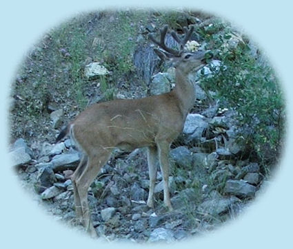 barrel springs surprise valley back country by in northeastern california, shadowed by the glory of the south warners, mountains, and the south warner wilderness.