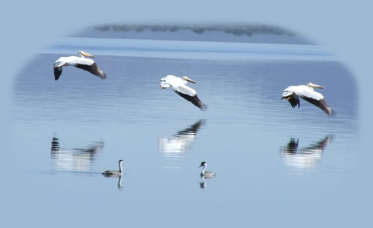 american pelican at shoalwater bay, eagle ridge on klamath lake in klamath basin, oregon; birders, birding on the pacific flyway in oregon.