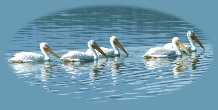 pelicans at eagle ridge klamath county park. one of the many birding trails in klamath basin, oregon where you can find bald eagles, pelicans, grebes, egrets, canadian geese, snow geese, red tailed hawks and more, all not far from crater lake national park, oregon's only, yet premier, national park.