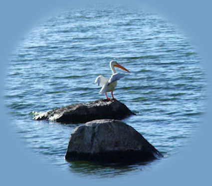 pelicans taking flight at eagle ridge klamath county park. one of the many birding trails in klamath basin, oregon where you can find bald eagles, pelicans, grebes, egrets, canadian geese, snow geese, red tailed hawks and more, all not far from crater lake national park, oregon's only, yet premier, national park.