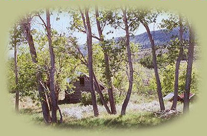 deer in the yard south of fort bidwell in surprise valley, california.