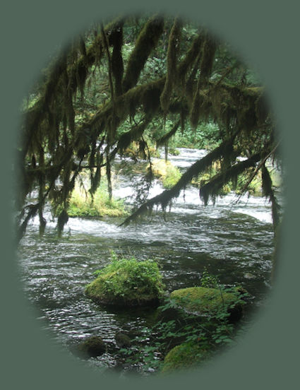 the coastal forest on the chetco river near brookings, oregon.