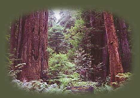 redwoods grove in the north coastal redwoods state parks in california.