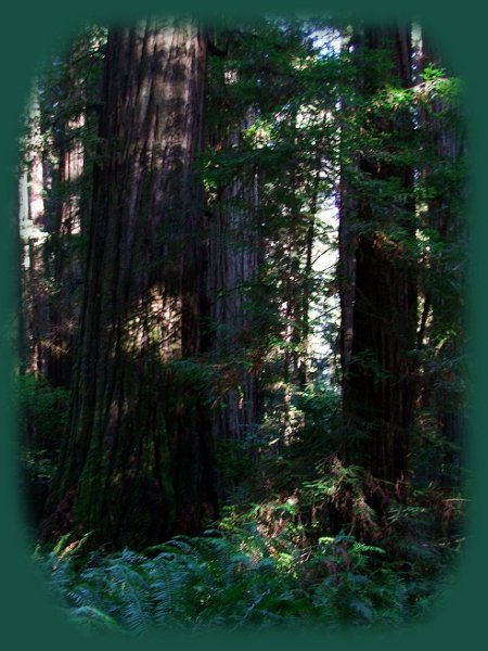 california redwoods state and national parks: redwoods, the tallest trees in the world.