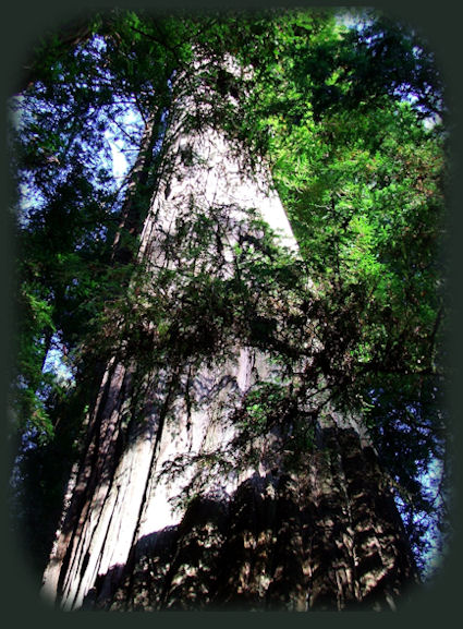 walker road at jedediah smith redwoods state park in the coastal redwoods of california.