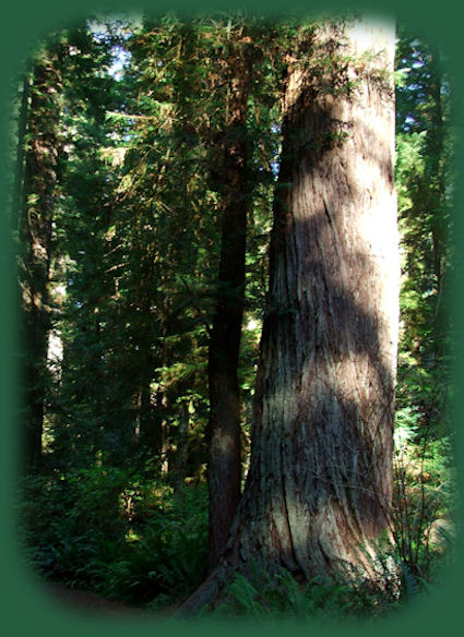 california redwoods state and national parks: redwoods, the tallest trees in the world.