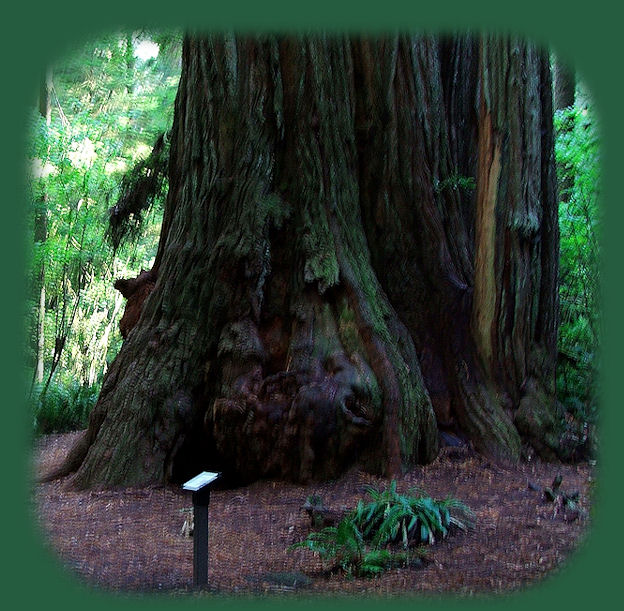 california redwoods state and national parks: redwoods, the tallest trees in the world.