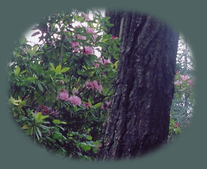 wild rhododendrons blooming at tokette lake campground in the cascade mountains of oregon; enjoy camping in the umpqua national forest and hiking trails to waterfalls in the wild and scenic umpqua river watershedt: brice creek waterfalls, moon waterfalls, pinard waterfalls, spirit falls; hiking trails off the Rogue Umpqua Scenic byway on the wild and scenic umpqua river in the umpqua national forest: toketee waterfalls, watson falls hiking trails, fall creek falls, susan creek day use area, susan creek hiking trails, susan creek campgrounds off the rogue umpqua scenic byway, toketee campgrounds off the rogue umpqua scenic byway, lemolo campgrounds off the rogue umpqua scenic byway, diamond lake campgrounds, boulder creek campgrounds, canyon creek campgrounds, umpqua national forest campgrounds, clearwater falls campgroud, island campgrounds, lake in the woods campgrounds, bogus creek campgrounds, apple creek campground, steamboat falls campground, williams creek and eagle rock campgrounds, horseshoe bend and canton creek campgrounds, devil's campground on cow creek, cedar creek campground on brice creek, rujada campground on layng creek, whitehorse falls and clearwater falls campgrounds, susan creek waterfalls, north umpqua river, medicine creek native pictorgraphs, indian pictographs, south umpqua river, umpqua river hiking trails accessed off the rogue umpqua scenic byway, forest service campgrounds, blm campgrounds, cavitt creek recreation area, deadline falls, steelhead in the umpqua river, angling, hiking trails to lemolo waterfalls, clearwater waterfalls, whitehorse waterfalls, clearwater river, toketee lake, umpqua hot springs, steamboat creek waterfalls, warm springs waterfalls, lemolo lake; hiking trails on the little river in the umpqua river watershed in the umpqua national forest: wolf creek waterfalls, grotto falls, hemlock waterfalls, hemlock lake, cavitt creek waterfalls, recreation area, shadow waterfalls, yakso waterfalls; hiking trails on the south umpqua river watershed: south umpqua waterfalls, campbell waterfalls, hiking trails in the boulder creek wilderness area, hiking trails in the mt thielsen rogue umpqua divide wilderness area, old growth forests, cathedral waterfalls off the south umpqua river; hiking trails in the row river watershed: moon, spirit and pinard waterfalls.