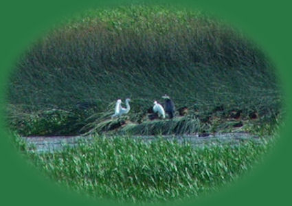 wood river wetlands, one of the many birding trails near the retreat, this one within 10 miles of the retreat, located in southern oregon, near crater lake national park.