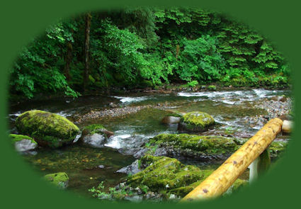 travel oregon, sightseeing: hiking the trails along rivers and creeksm, in old growth forests, photographing, sightseeing, rivers; waterfalls. travel oregon, hiking in old growth forests, in fields of wildflowers, photographing, sightseeing on the scenic byways of oregon, in our national forests: the willamette national forest. travel the cascade mountains of oregon. travel alongside wild and scenic rivers in oregon.