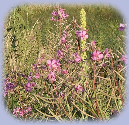 wildflowers a-bloom at wood river wetlands, one of the many klamath basin birding trails in southern oregon near gathering light ... a retreat located near crater lake national park: cabins, tree houses in the forest on the river.