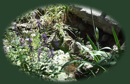 Wildflowers blooming in the backyard of cabin 2 at Gathering light ... a retreat located in southern oregon near crater lake national park.