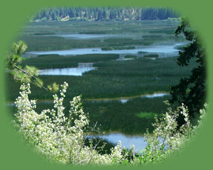 
eagle ridge at shoalwater bay in klamath lake, part of the system birding trails in the pacific flyway of klamath basin, oregon, on the western slopes of doak mountain in the cascade mountains offers bald eagles, egrets, pelicans, grebes, and more, and it's not far from crater lake national park either.