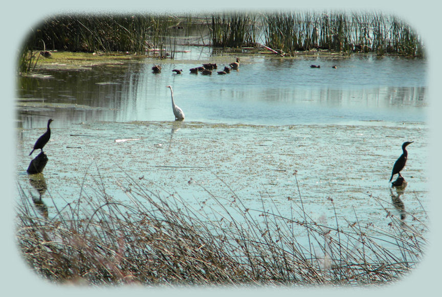 wood river wetlands, one of the many birding trails in klamath basin, the pacific flyway, not far from crater lake national park in southern oregon - about 20 miles from crater lake national park.