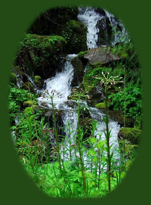 enjoy hiking trails to waterfalls in the wild and scenic umpqua river watershed in the umpqua national forest: brice creek waterfalls, moon waterfalls, pinard waterfalls, spirit falls; hiking trails off the Rogue Umpqua Scenic byway on the wild and scenic umpqua river in the umpqua national forest: toketee waterfalls, watson falls hiking trails, fall creek falls, susan creek day use area, susan creek hiking trails, susan creek campgrounds off the rogue umpqua scenic byway, toketee campgrounds off the rogue umpqua scenic byway, lemolo campgrounds off the rogue umpqua scenic byway, diamond lake campgrounds, boulder creek campgrounds, canyon creek campgrounds, umpqua national forest campgrounds, clearwater falls campgroud, island campgrounds, lake in the woods campgrounds, bogus creek campgrounds, devil's campground on cow creek, cedar creek campground on brice creek, rujada campground on layng creek, apple creek campgrounds, whitehorse falls campground, susan creek waterfalls, north umpqua river, south umpqua river, umpqua river hiking trails accessed off the rogue umpqua scenic byway, forest service campgrounds, blm campgrounds, travel oregon through the cascade mountains, cavitt creek recreation area, deadline falls, steelhead in the umpqua river, angling, hiking trails to lemolo waterfalls, clearwater waterfalls, whitehorse waterfalls, clearwater river, toketee lake, umpqua hot springs, steamboat creek waterfalls, warm springs waterfalls, lemolo lake; hiking trails on the little river in the umpqua river watershed in the umpqua national forest: deer creek waterfalls, grotto falls, hemlock waterfalls, hemlock lake, cavitt creek waterfalls, recreation area, shadow waterfalls, yakso waterfalls; hiking trails on the south umpqua river watershed: south umpqua waterfalls, campbell waterfalls, hiking trails in theboulder creek wilderness area, hiking trails in the mt thielsen rogue umpqua divide wilderness area, cathedral waterfalls off the south umpqua river; hiking trails in the row river watershed: moon, spirit and pinard waterfalls.